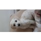 Bichon Frisé Welpen - Rüde