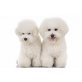 Bichon Frisé Welpen - Rüde