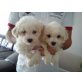 Bichon Frise, Bichon Frisé - Rüde
