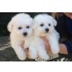 Bichon Frise, Bichon Frisé - Rüde