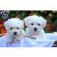 Bichon Frise, Bichon Frisé - Rüde