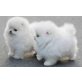 Bichon/Yorkie - Hündin