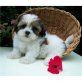Bichon/Yorkie - Rüde