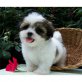 Bichon/Yorkie - Rüde