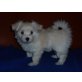 Bichon/Yorkie Welpen - Hündin