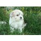 Bichon/Yorkie Welpen - Rüde