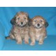 Bichon mit Havaneser Welpen - Hündin