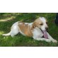 Bicolor Rüde, Beagle - Rüde
