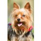 Biddy, Yorkshire-Terrier - Rüde
