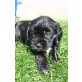 Biene, Cockerspaniel u. Tibetterrier Welpen - Hündin