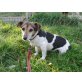 Biene, Jack-Russell-Terrier - Hündin