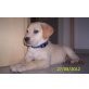 Biene, Labrador Retriever Welpen - Hündin
