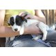 Biene vom Mayer zu Au Gut, Jack-Russell-Terrier Welpen - Hündin