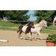 Biereder Benny, Shetland Pony - Hengst