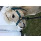 Biereder Falco, Shetland Pony - Hengst