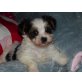 Biewer Yorkshire Terrier - Hündin