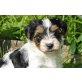 Biewer Yorkshire Terrier  - Rüde