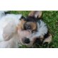Biewer Yorkshire Terrier  - Rüde