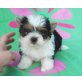 Biewer Yorkshire Terrier  Welpen - Hündin