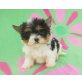Biewer Yorkshire Terrier  Welpen - Hündin