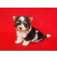 Biewer Yorkshire Terrier  Welpen - Hündin