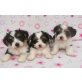 Biewer Yorkshire Terrier  Welpen - Rüde