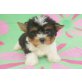 Biewer Yorkshire Terrier  Welpen - Rüde