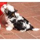 Biewer Yorkshire Terrier, Yorkshire Terrier Welpen - Hündin
