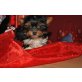 Biewer Yorkshire Terrier a la Pom Pon - Hündin