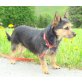 Biewer Yorkshire Terrier a la pon pom - Hündin