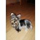 Biewer Yorkshire Terrier a la pon pom - Hündin