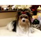 Biewer Yorkshire Terrier a la pon pom - Hündin