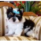 Biewer Yorkshire Terrier a la pon pom - Hündin