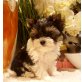 Biewer Yorkshire Terrier a la pon pom - Hündin