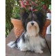 Biewer Yorkshire Terrier a la pon pom - Hündin