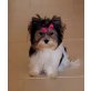 Biewer Yorkshire Terrier a la pon pom - Hündin