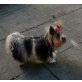 Biewer Yorkshire Terrier a la pon pom - Hündin