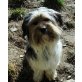 Biewer Yorkshire Terrier a la pon pom - Rüde