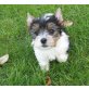 Biewer Yorkshire Terrier a la pon pom - Rüde
