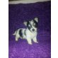 Biewer Yorkshire Terrier a la pon pom - Rüde