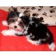 Biewer Yorkshire Terrier a la pon pom - Rüde