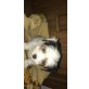 Biewer Yorkshire Terrier a la pon pom - Rüde