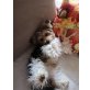 Biewer Yorkshire Terrier a la pon pom - Rüde