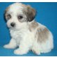 Biewer Yorkshire Terrier a la pon pom Welpen - Hündin
