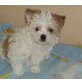Biewer Yorkshire Terrier a la pon pom Welpen - Hündin