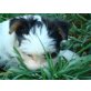 Biewer Yorkshire Terrier a la pon pom Welpen - Hündin