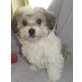 Biewer Yorkshire Terrier a la pon pom Welpen - Hündin
