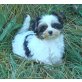 Biewer Yorkshire Terrier a la pon pom Welpen - Hündin