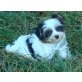 Biewer Yorkshire Terrier a la pon pom Welpen - Hündin