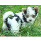 Biewer Yorkshire Terrier a la pon pom Welpen - Hündin